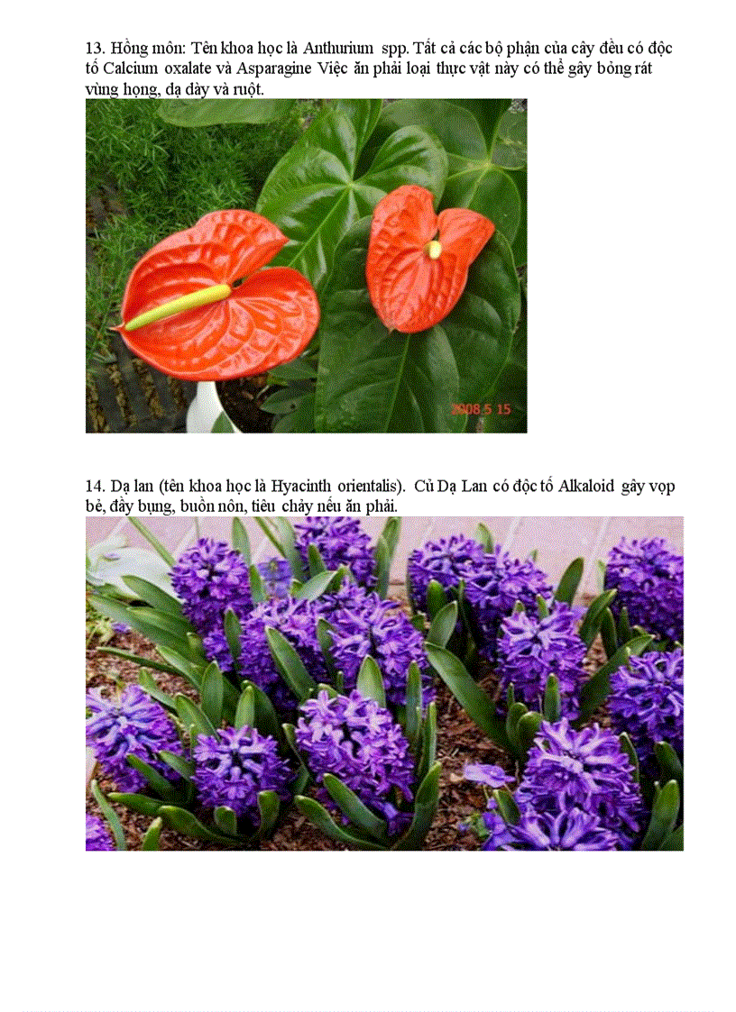 image for page Điểm mặt những loài hoa cực độc