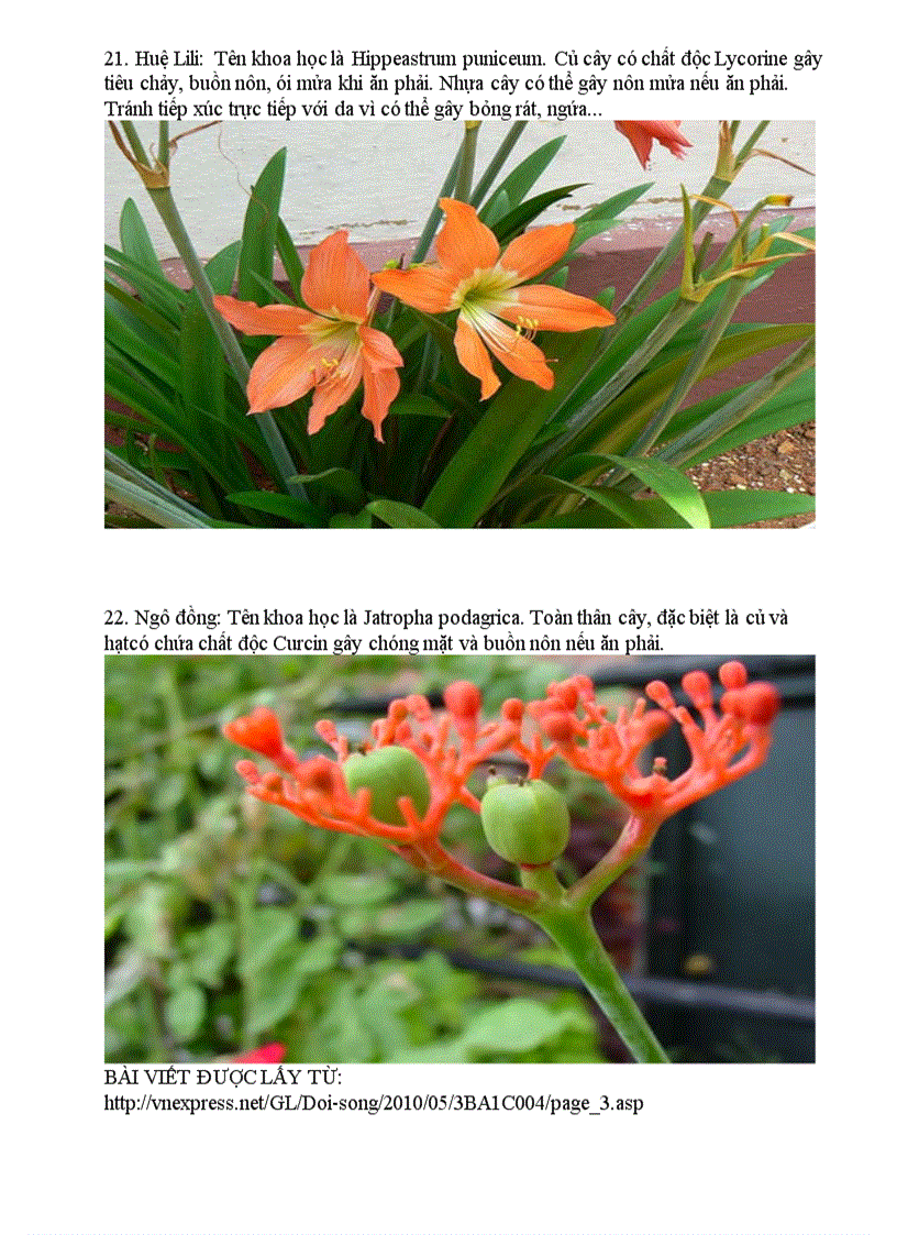 image for page Điểm mặt những loài hoa cực độc