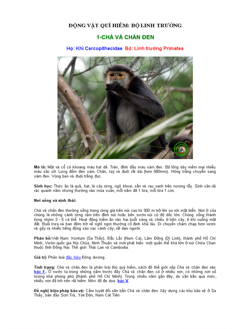 image for page Động vật quí hiếm bộ linh trưởng