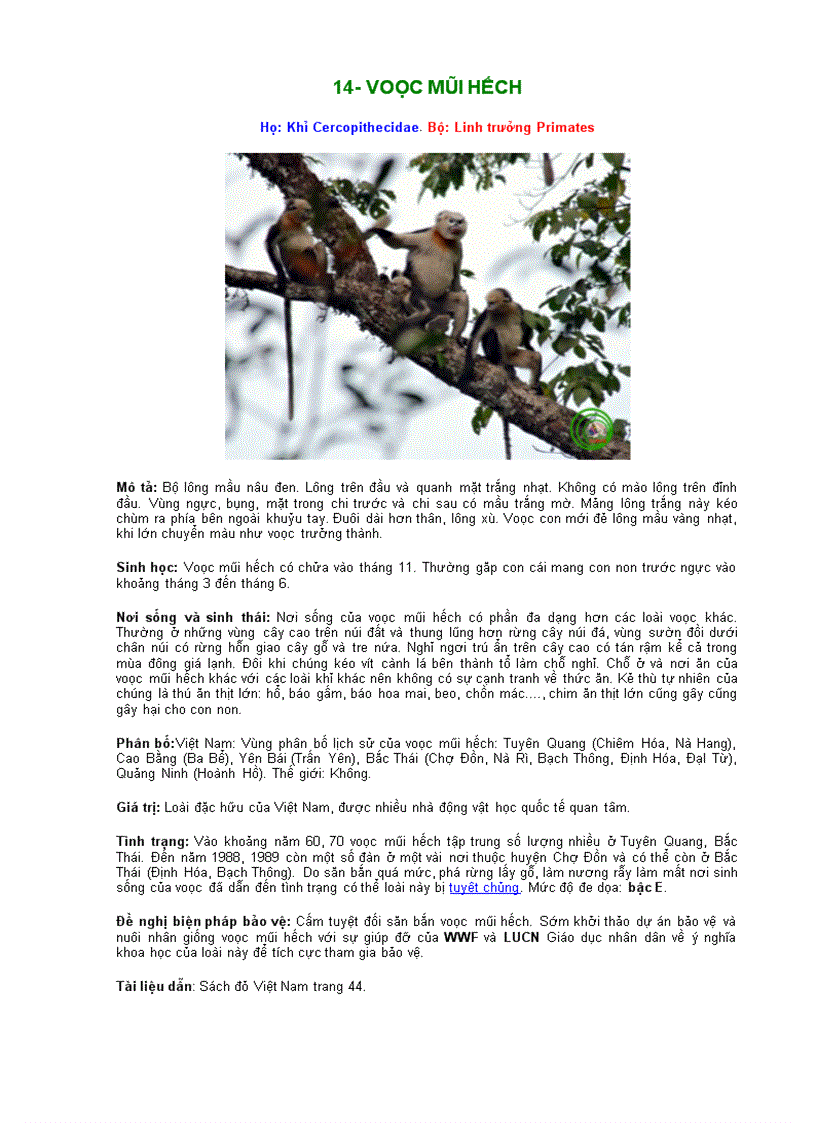 image for page Động vật quí hiếm bộ linh trưởng