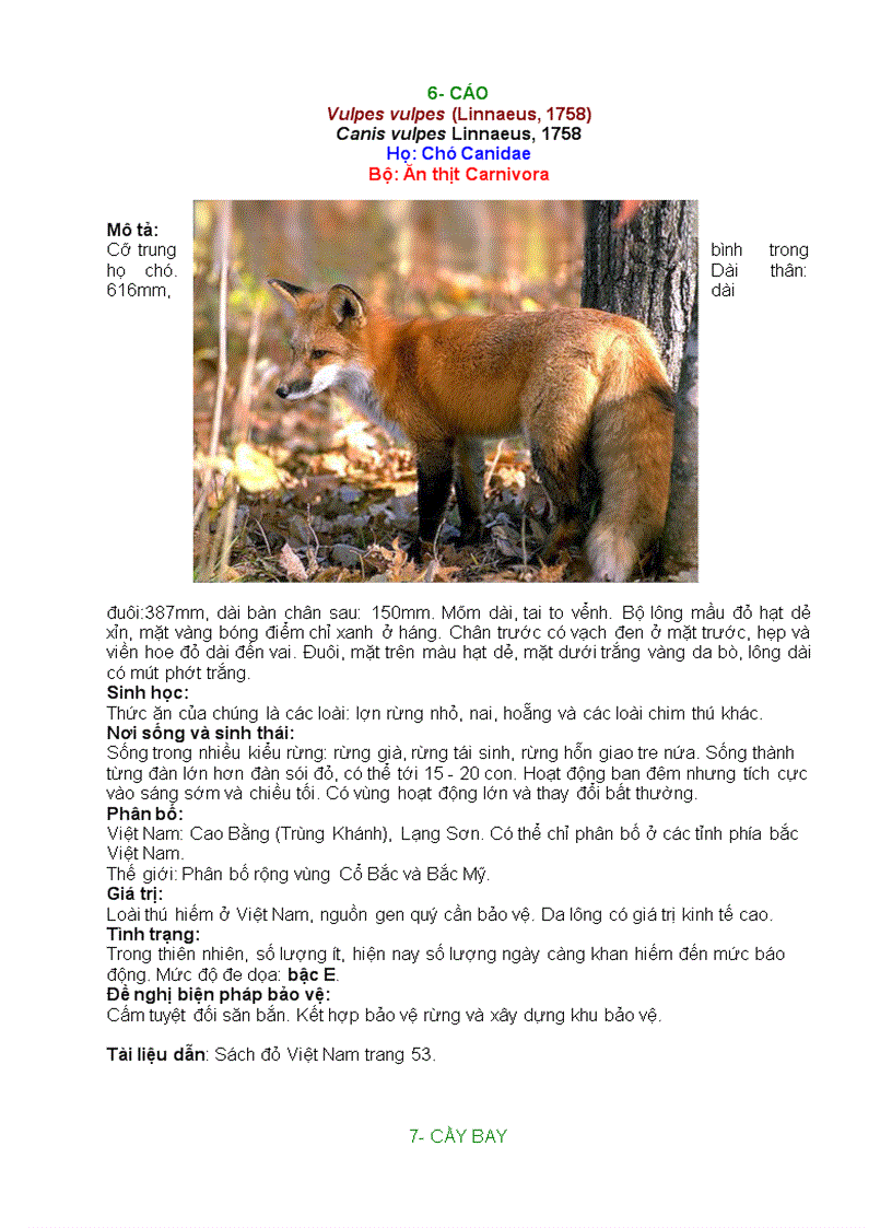 image for page ĐỘNG VẬT QUÍ HIẾM Lớp Thú vần B C