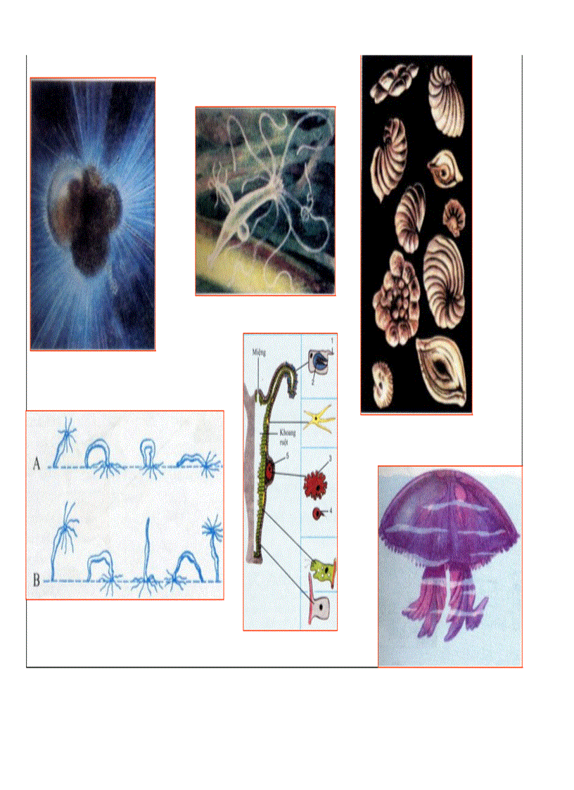 image for page Hinh anh sinh hoc 7 sgk