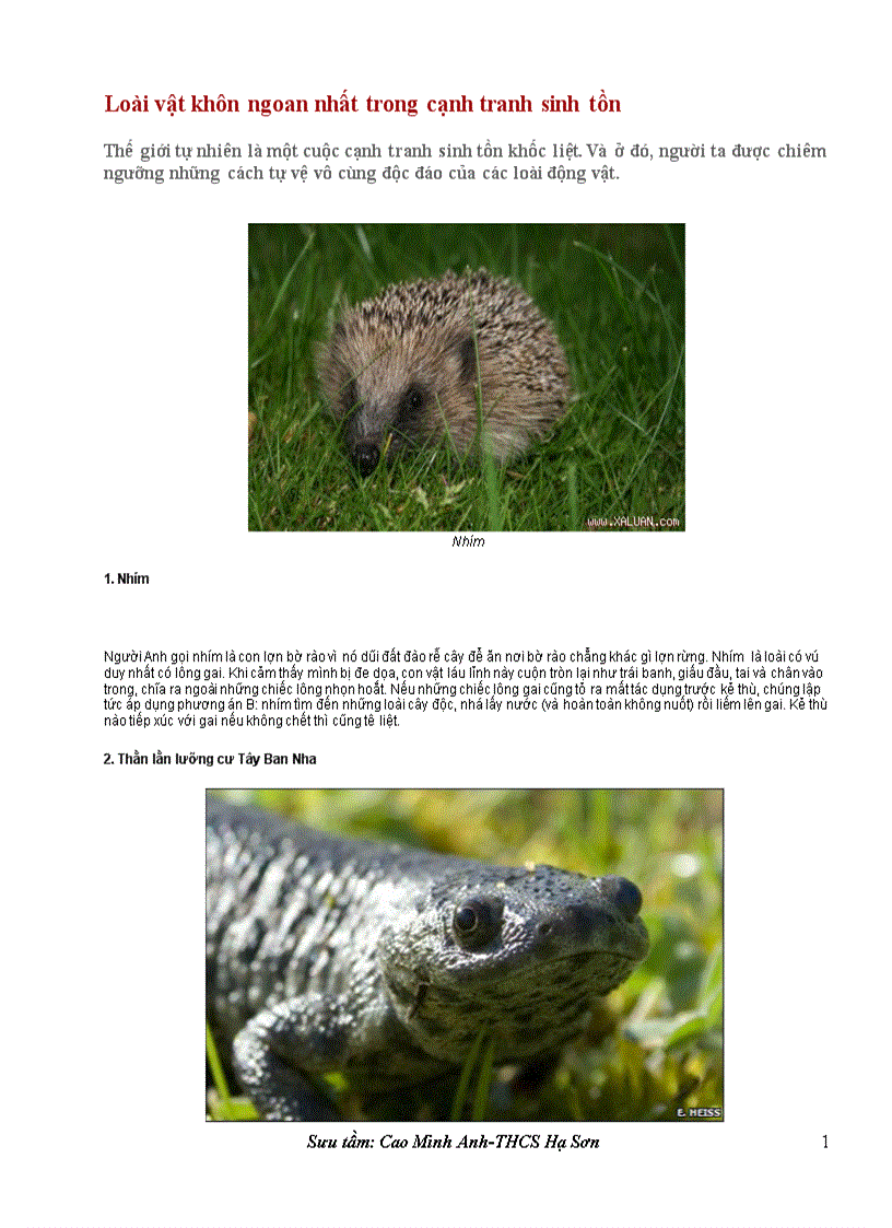 image for page Loài vật khôn ngoan nhất trong cạnh tranh sinh tồn