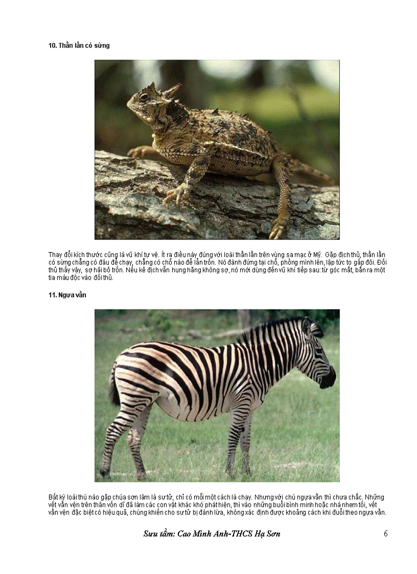 image for page Loài vật khôn ngoan nhất trong cạnh tranh sinh tồn