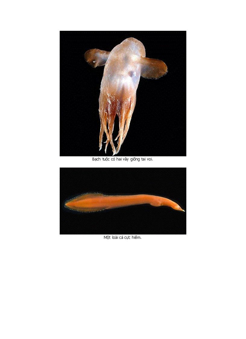 Một số sinh vật dưới biển
