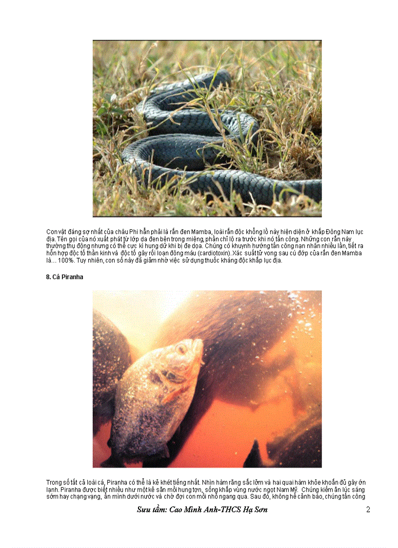 image for page Mười loài săn mồi nguy hiểm nhất