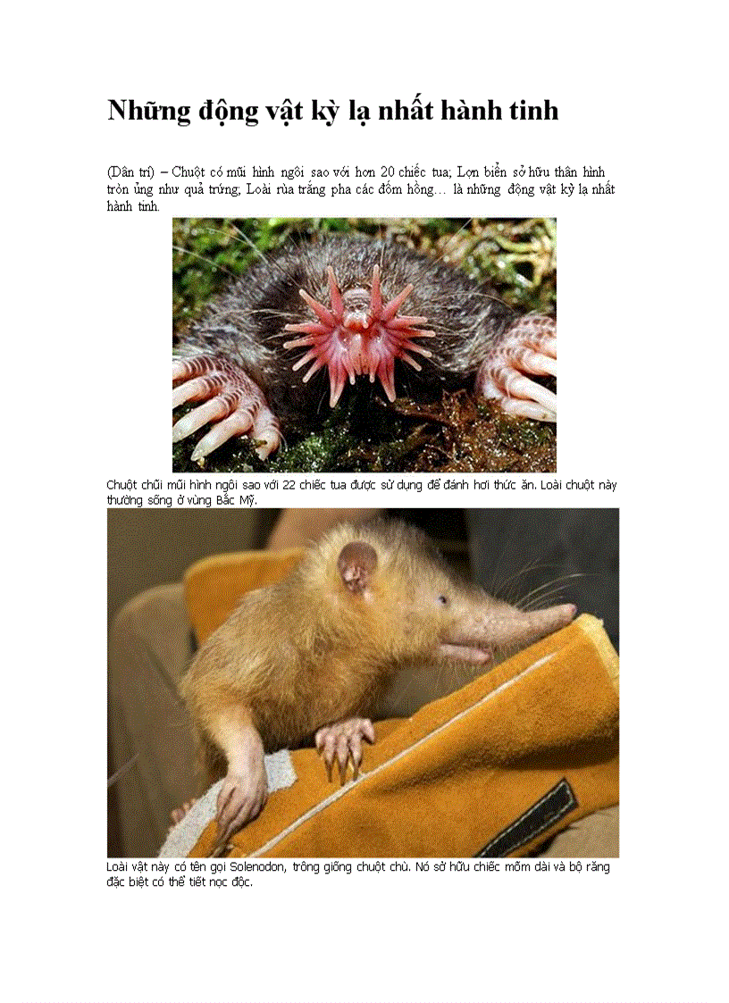 image for page Những động vật kỳ lạ nhất hành tinh