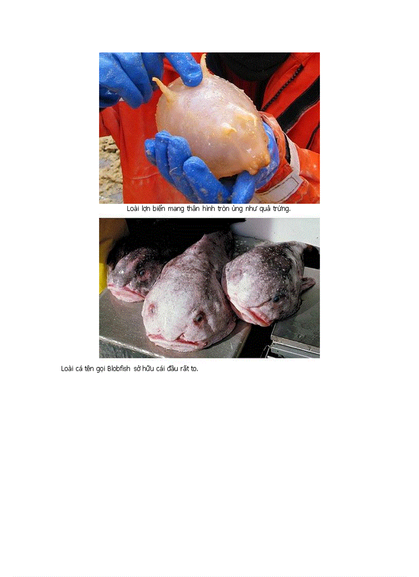 image for page Những động vật kỳ lạ nhất hành tinh