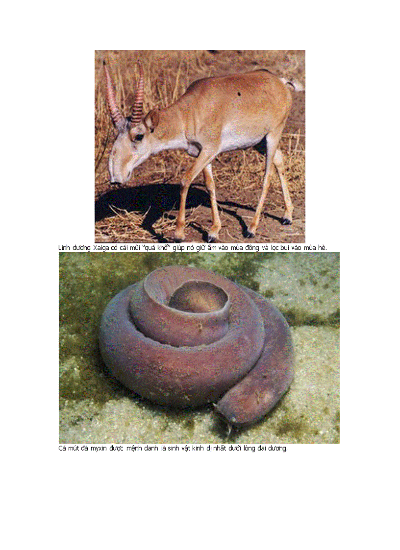 image for page Những động vật kỳ lạ nhất hành tinh