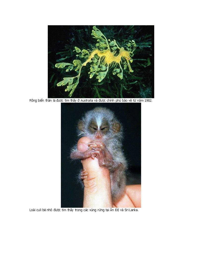 image for page Những động vật kỳ lạ nhất hành tinh