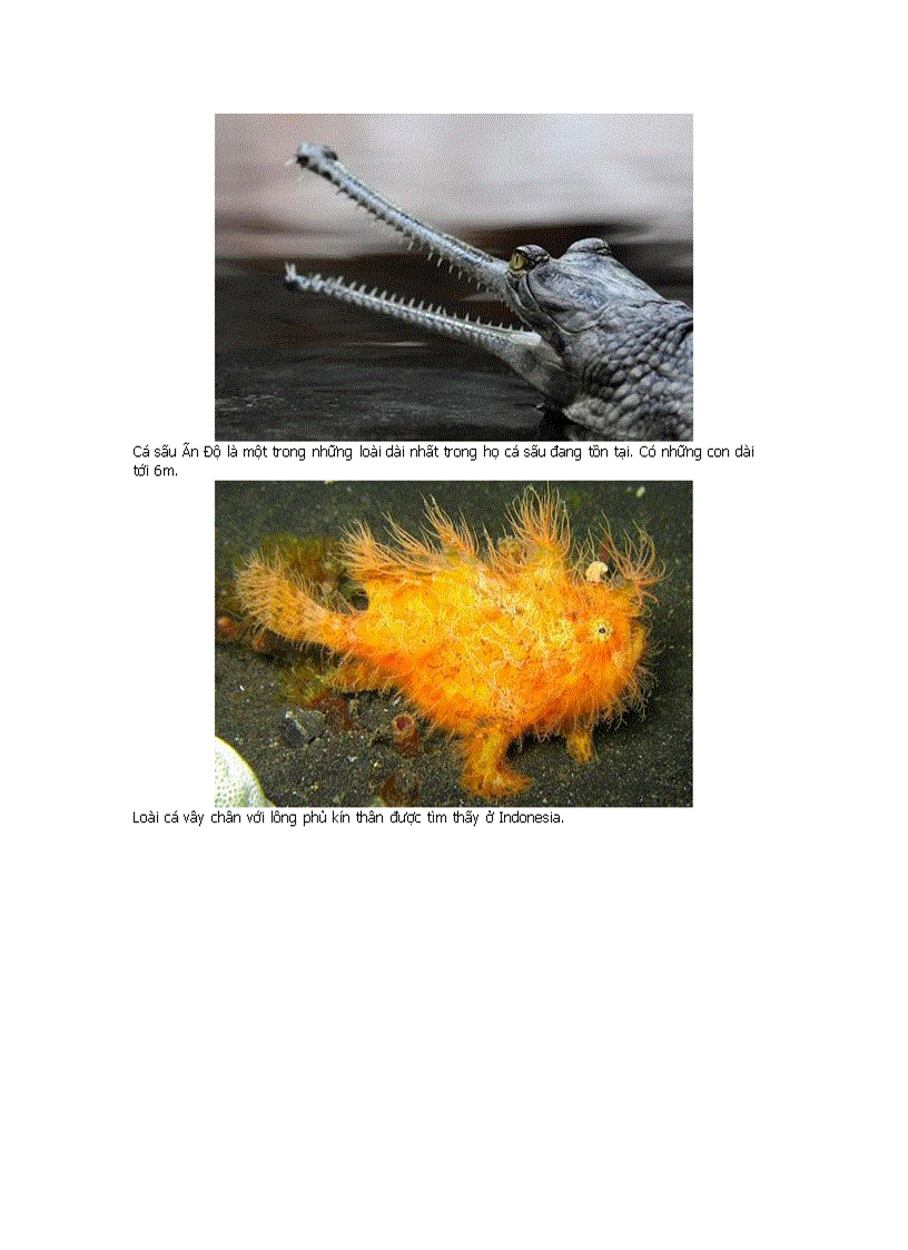 image for page Những động vật kỳ lạ nhất hành tinh