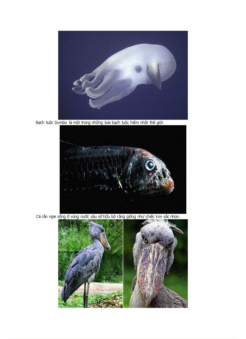 image for page Những động vật kỳ lạ nhất hành tinh