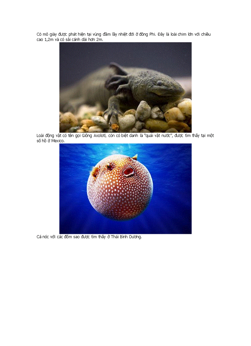 image for page Những động vật kỳ lạ nhất hành tinh