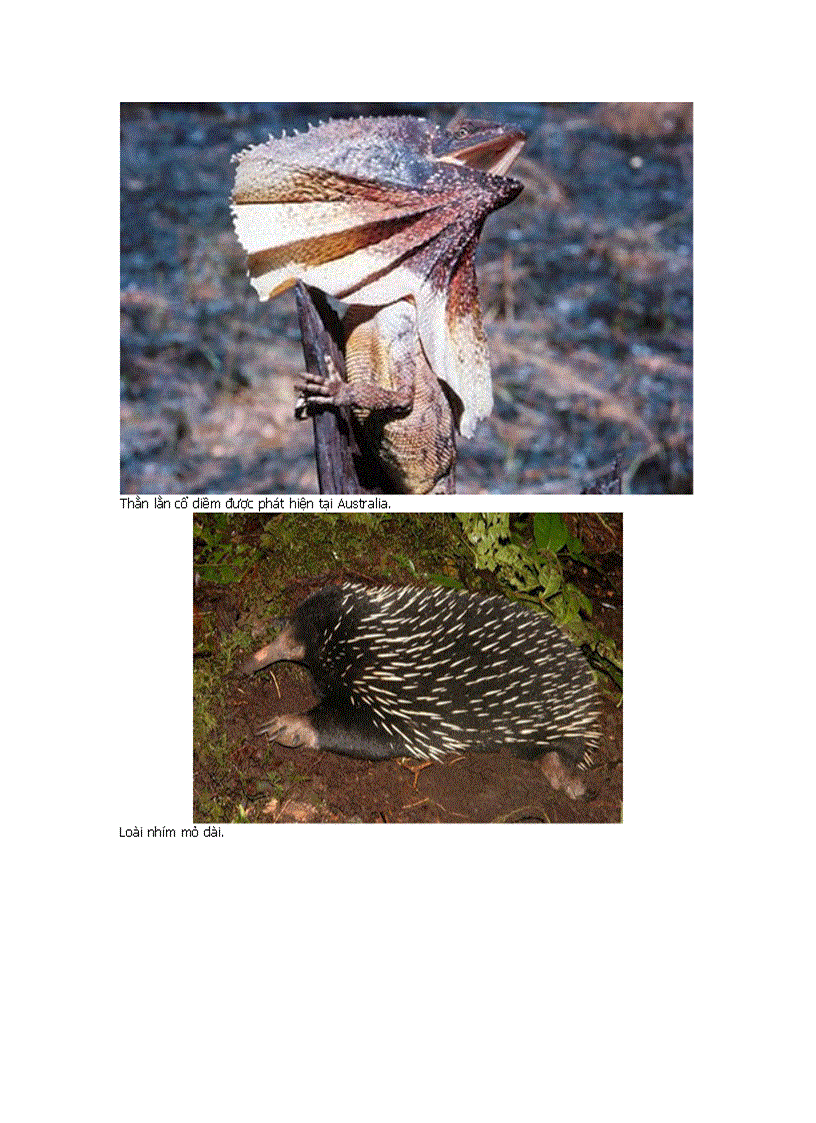 image for page Những động vật kỳ lạ nhất hành tinh