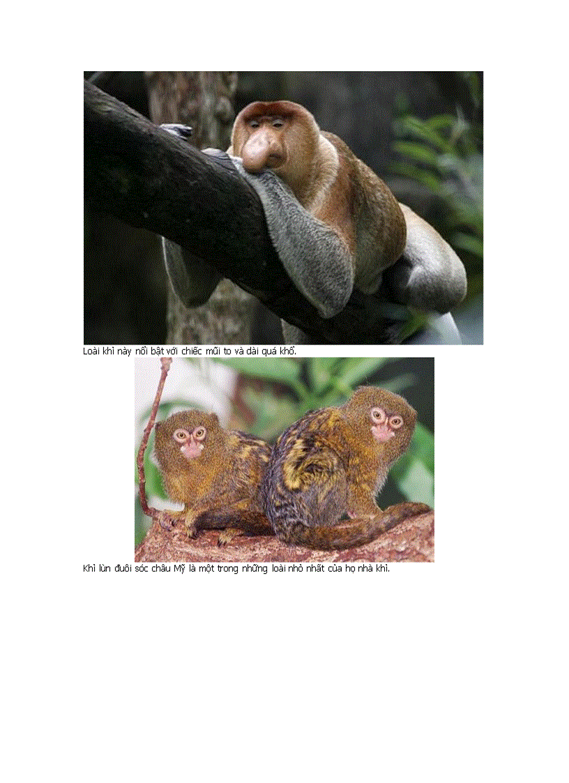 image for page Những động vật kỳ lạ nhất hành tinh