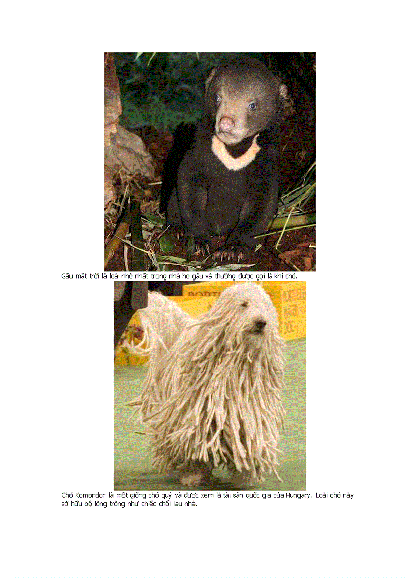 image for page Những động vật kỳ lạ nhất hành tinh