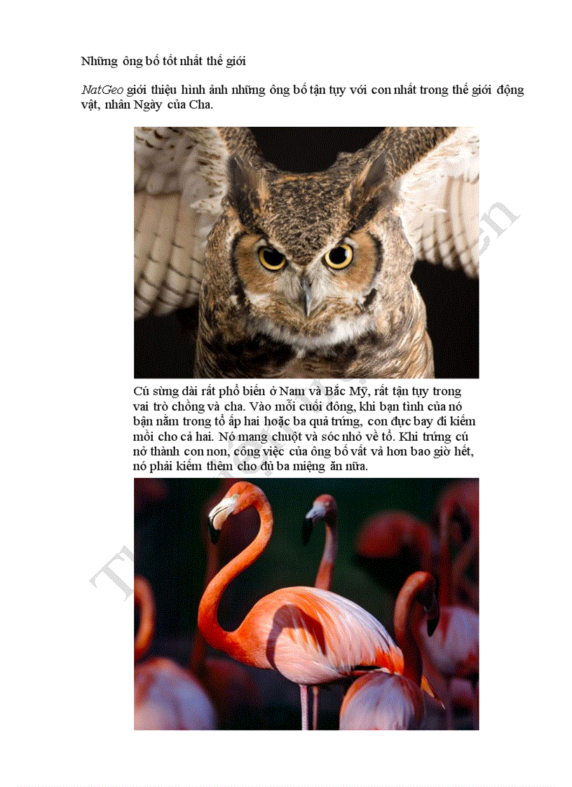 image for page Những ông bố tốt nhất thế giới SV