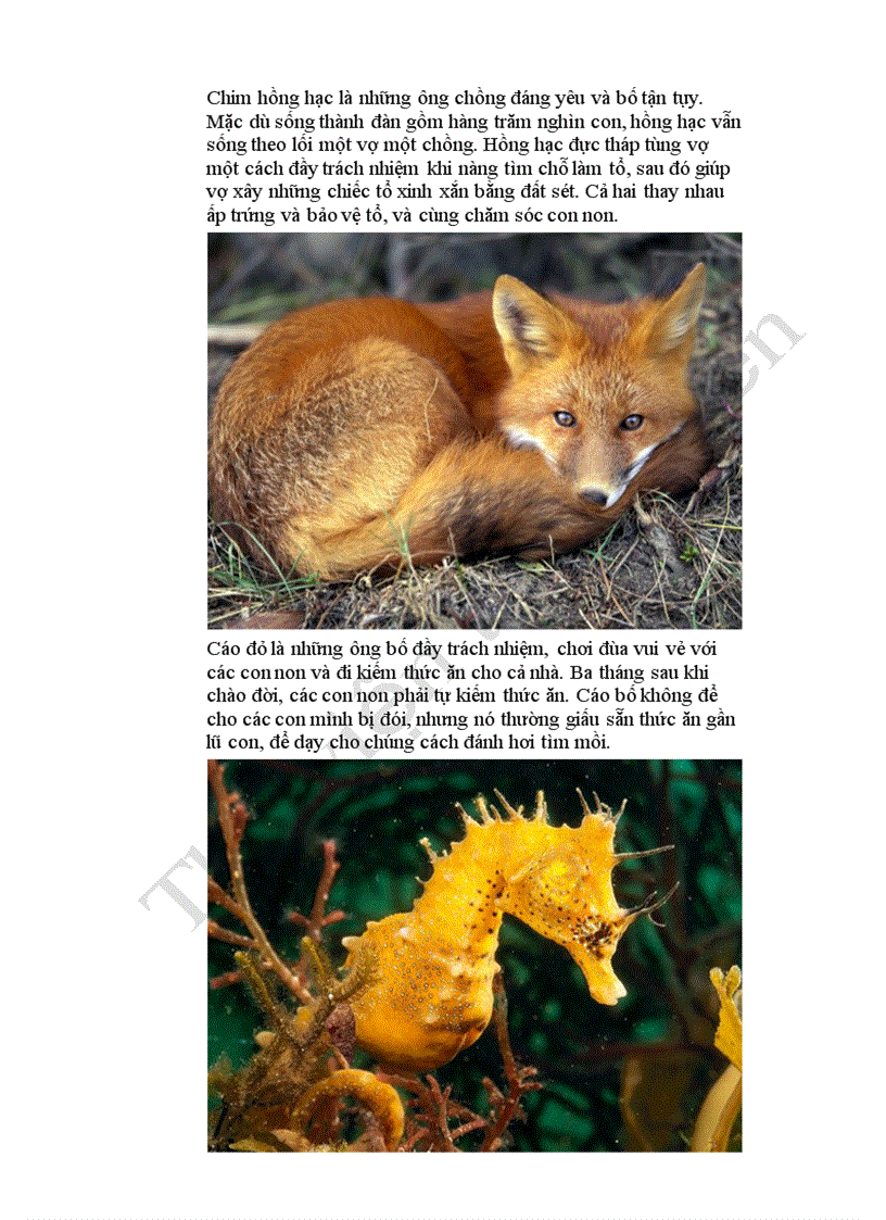 image for page Những ông bố tốt nhất thế giới SV