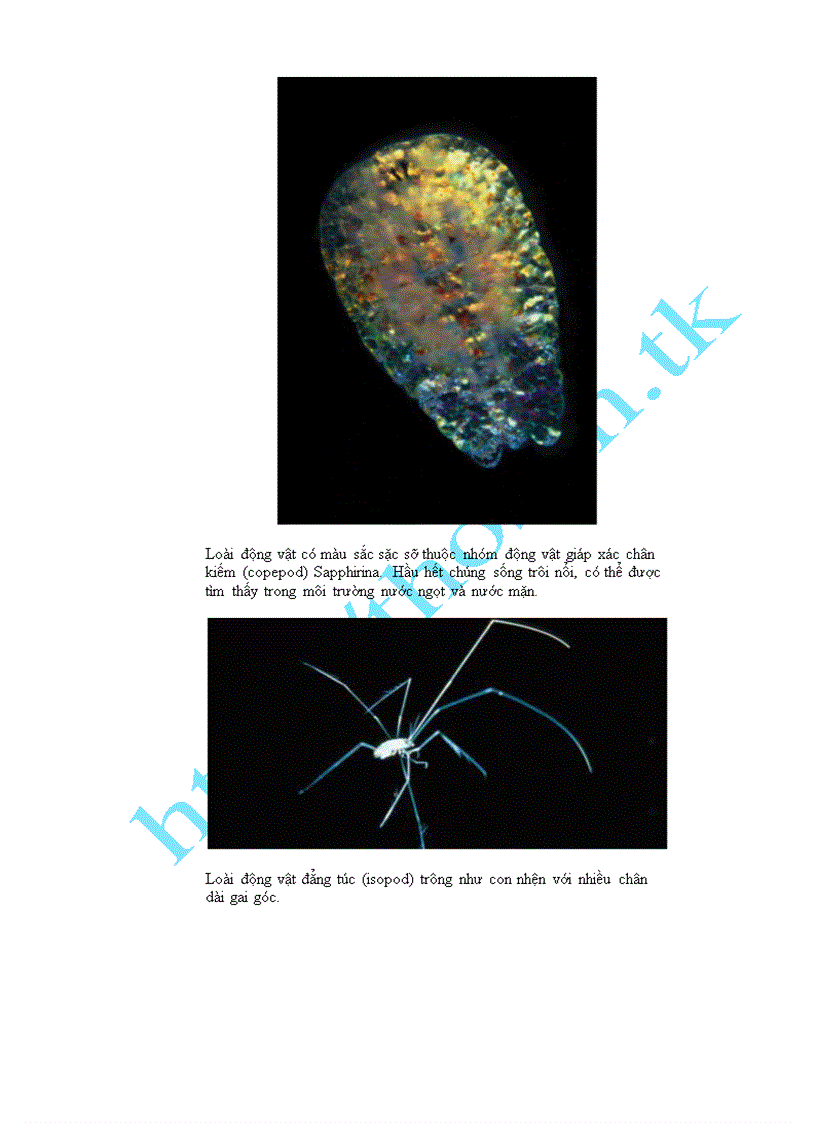 image for page Những sinh vật biển kì lạ