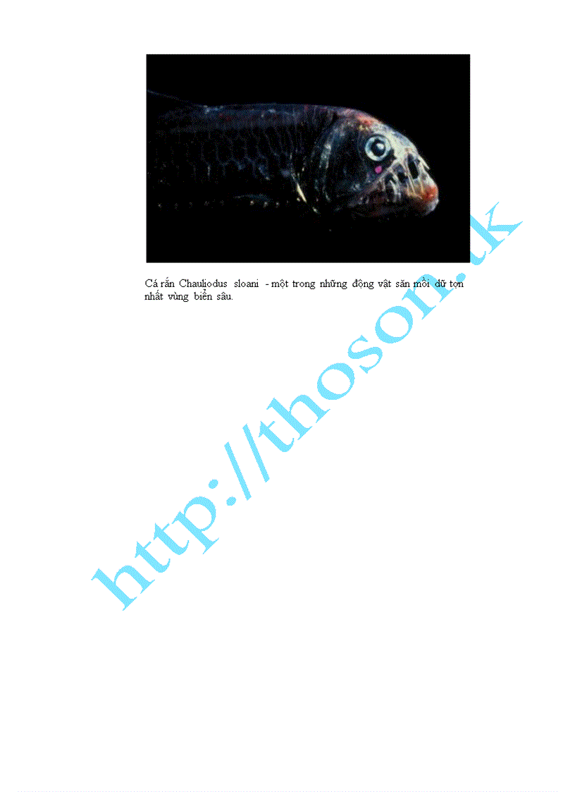 image for page Những sinh vật biển kì lạ