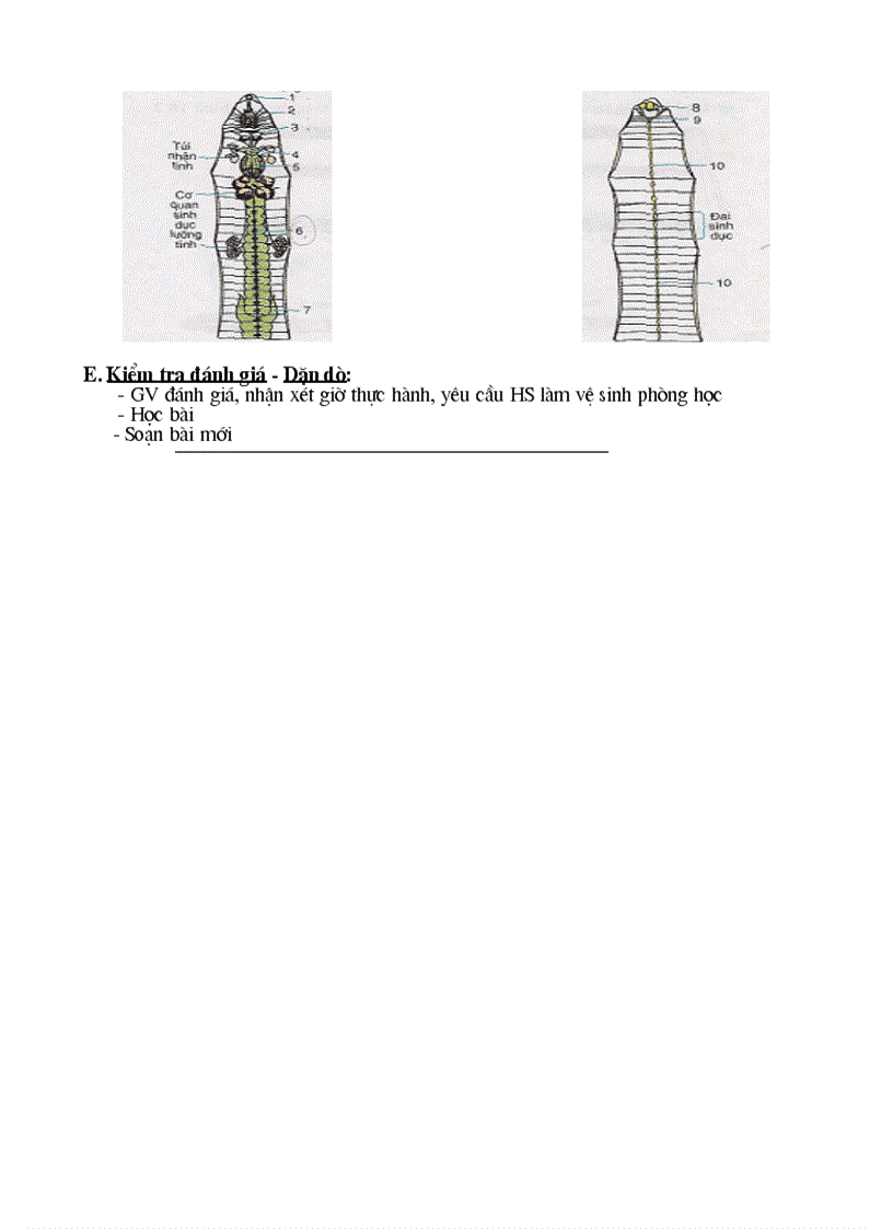 S 7 T16 TH Mổ QS cấu tạo trong giun đất