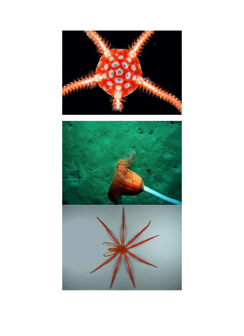 image for page Sinh vật biển nam cực