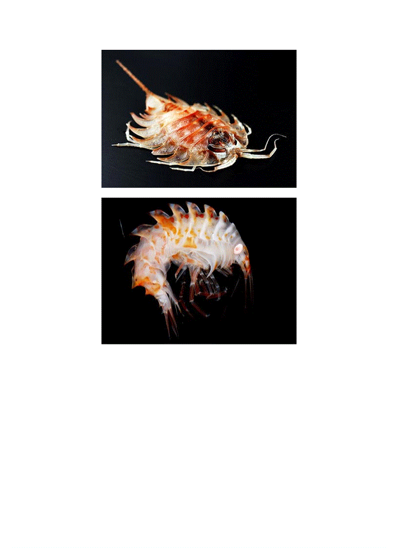 image for page Sinh vật biển nam cực