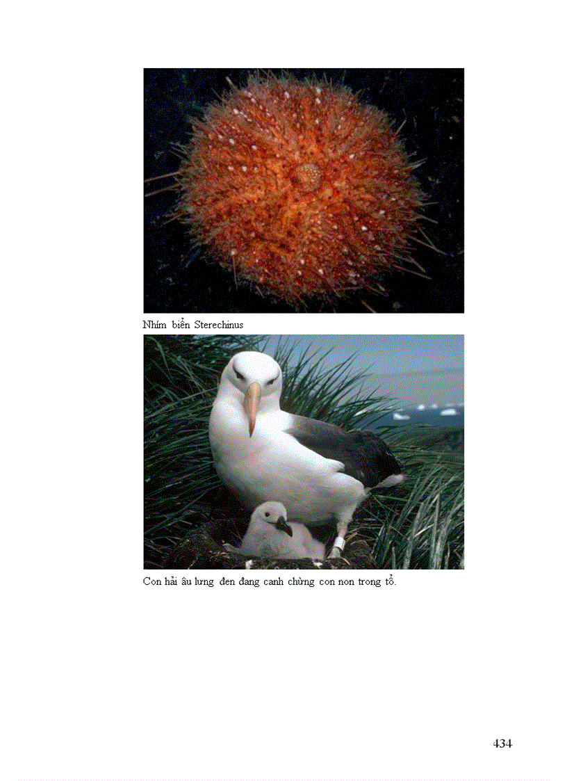 image for page Thông tin về động vật Phần I