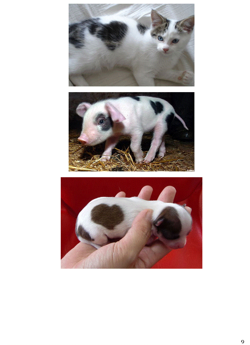 image for page Thông tin về động vật Phần III