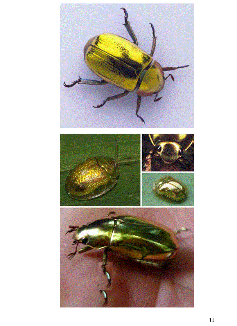 image for page Thông tin về thế giơi động vật PHẦN II