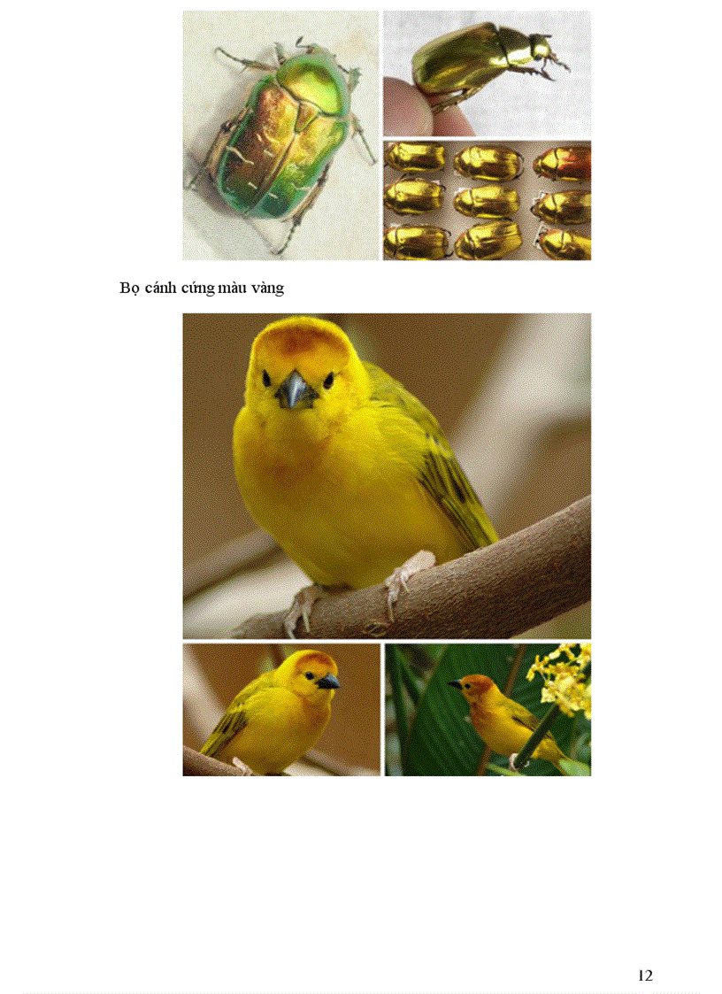 image for page Thông tin về thế giơi động vật PHẦN II