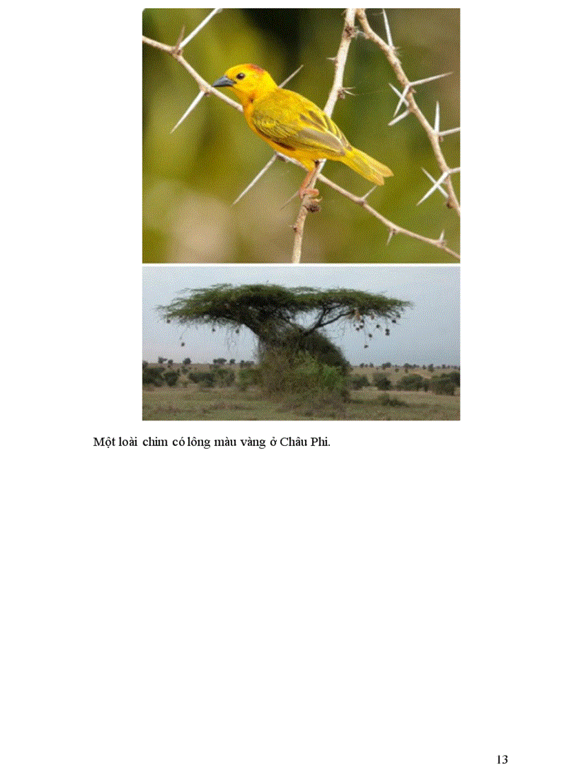 image for page Thông tin về thế giơi động vật PHẦN II