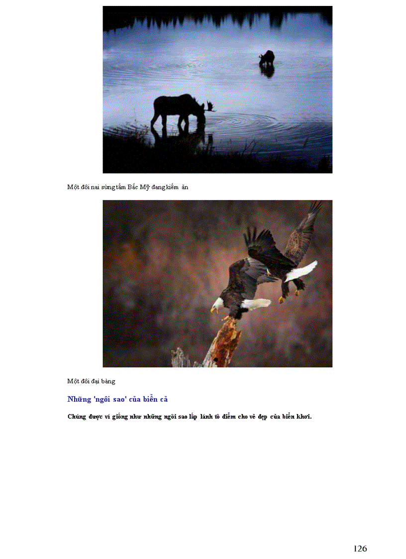 image for page Thông tin về thế giơi động vật PHẦN II