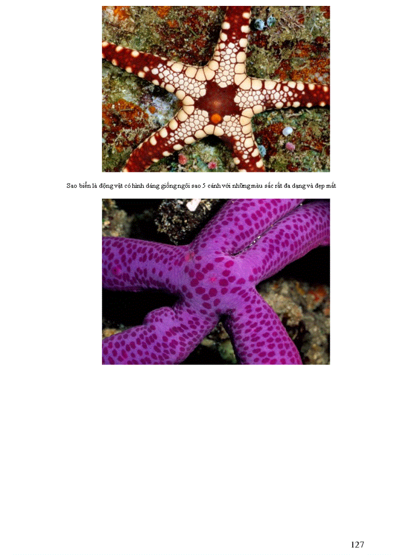 image for page Thông tin về thế giơi động vật PHẦN II