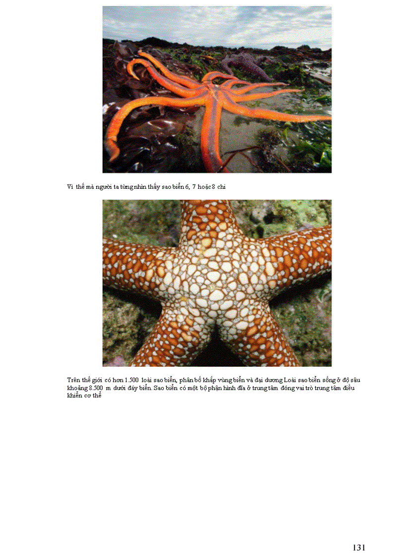 image for page Thông tin về thế giơi động vật PHẦN II