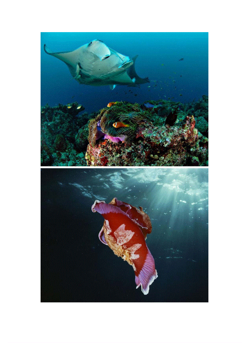 image for page Tuyệt tác của thế giới động vật