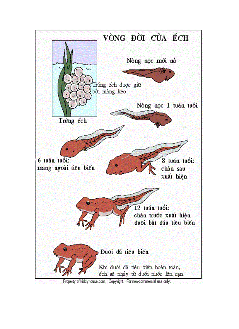 image for page Vòng dời của Ếch