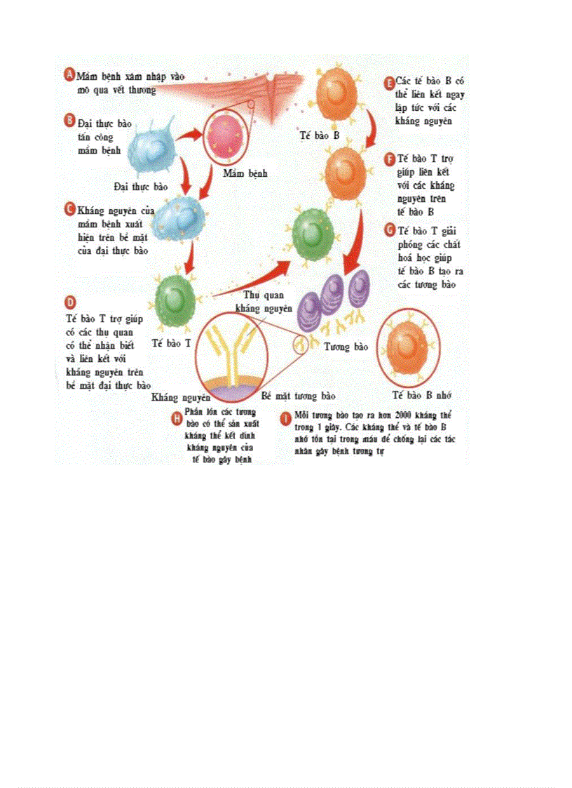 image for page Bo tranh sinh hoc 8 Chuong III