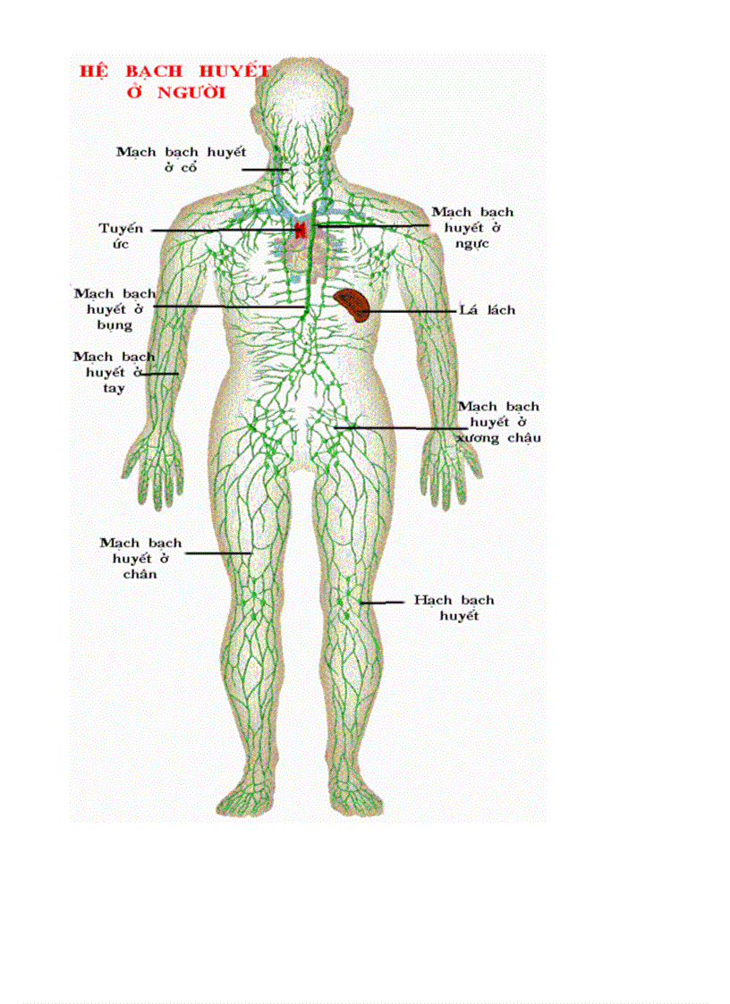 image for page Bo tranh sinh hoc 8 Chuong III