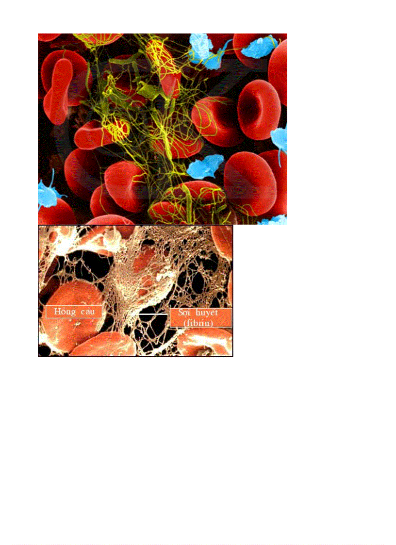 image for page Bo tranh sinh hoc 8 Chuong III