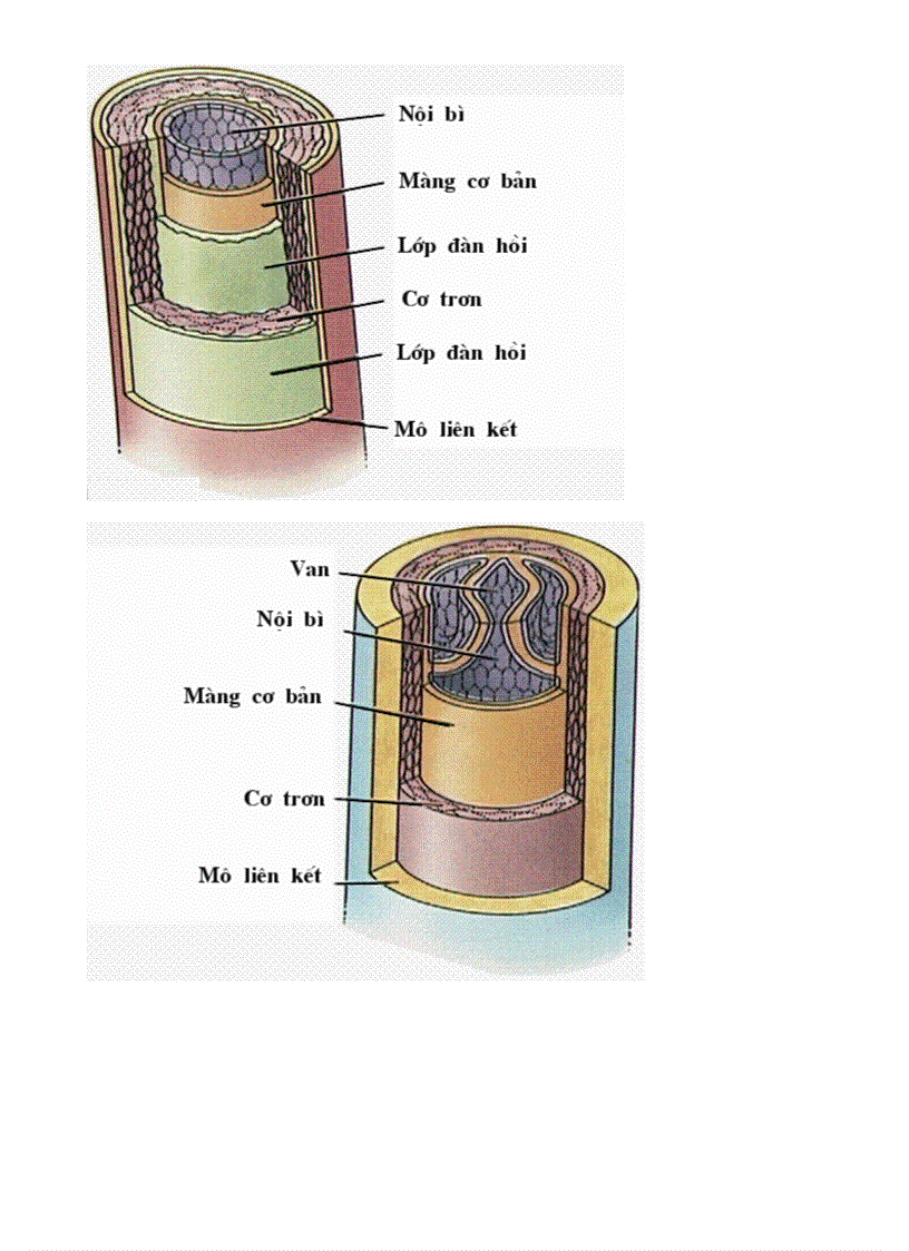 image for page Bo tranh sinh hoc 8 Chuong III
