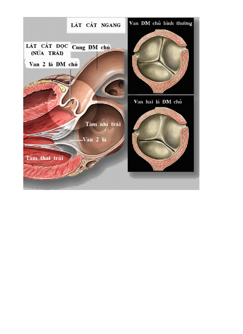 image for page Bo tranh sinh hoc 8 Chuong III