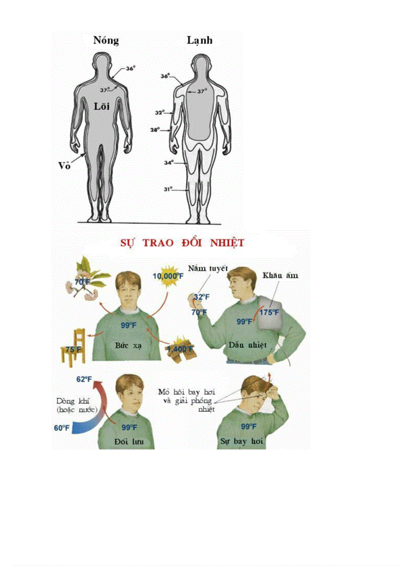 image for page Bo tranh Sinh hoc 8 Chuong VI