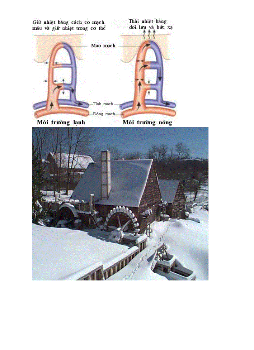 image for page Bo tranh Sinh hoc 8 Chuong VI