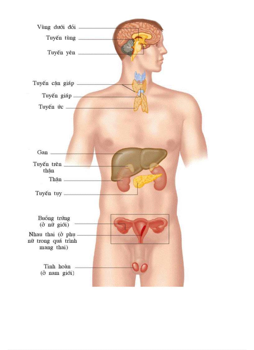 image for page Bo tranh Sinh hoc 8 Chuong X
