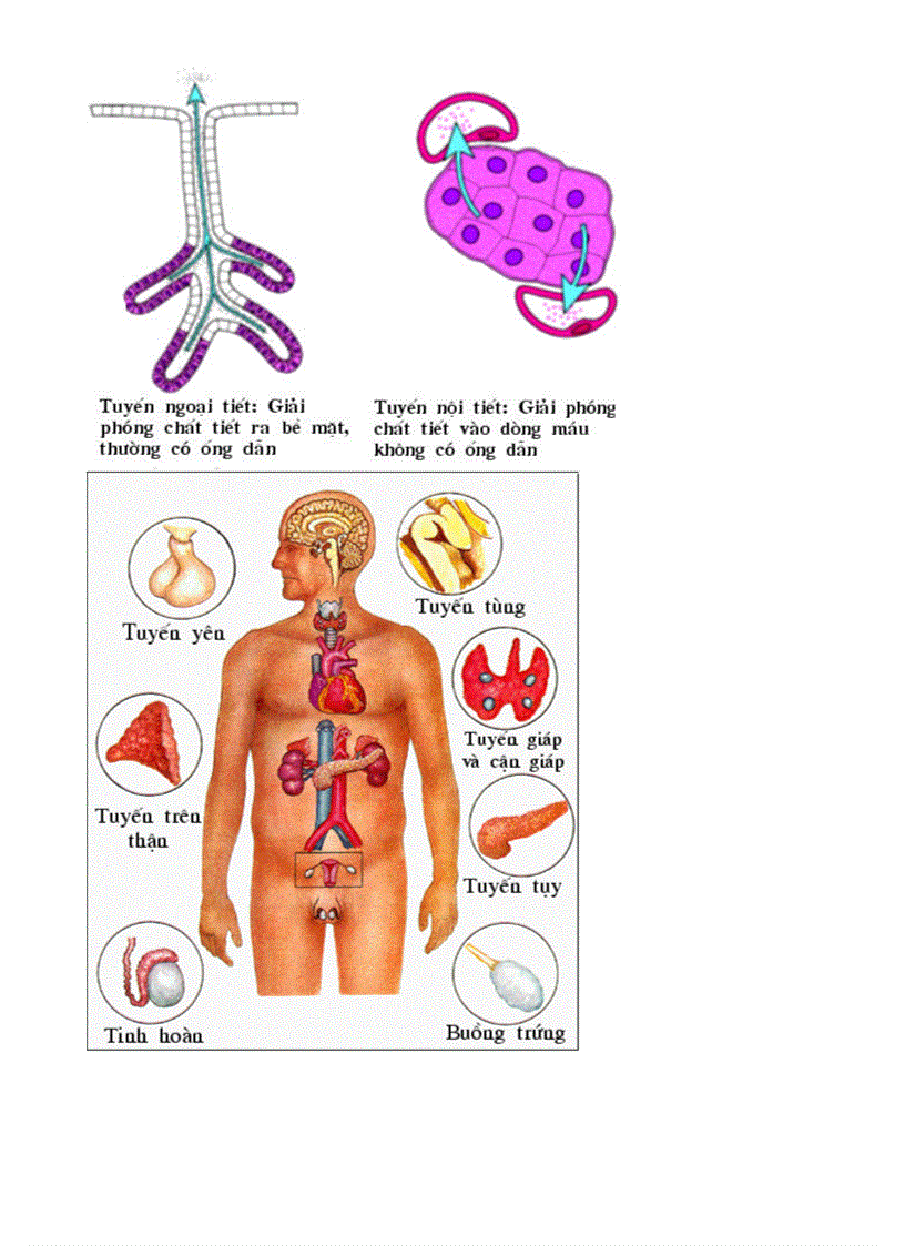 image for page Bo tranh Sinh hoc 8 Chuong X