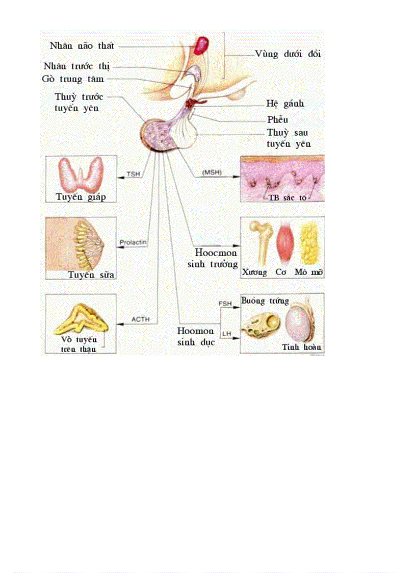 image for page Bo tranh Sinh hoc 8 Chuong X