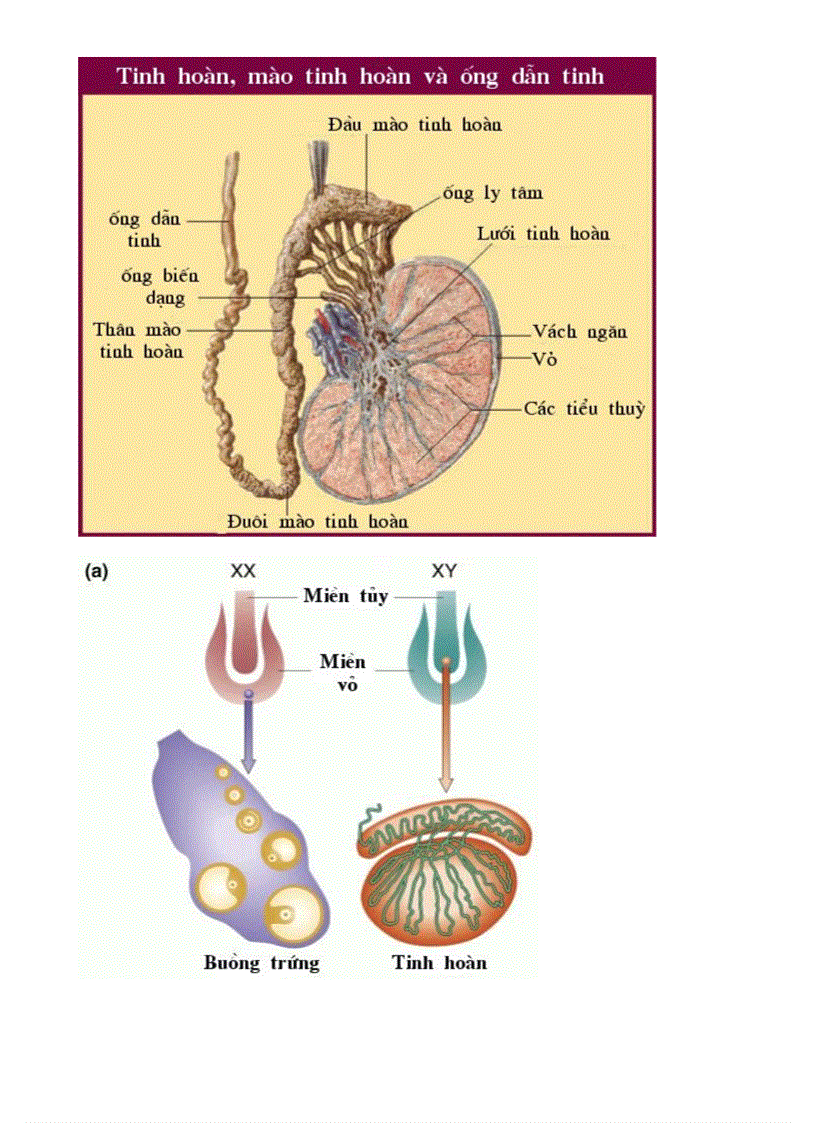 image for page Bo tranh Sinh hoc 8 Chuong X