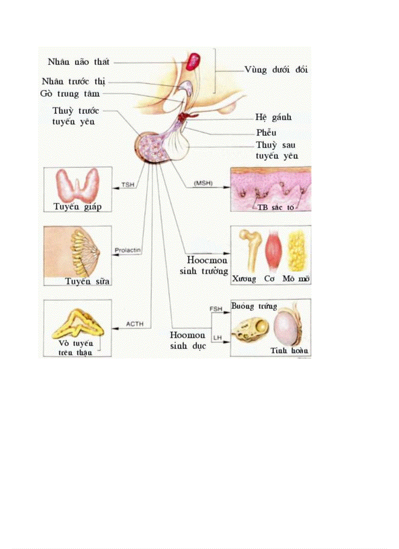 image for page Bo tranh Sinh hoc 8 Chuong X