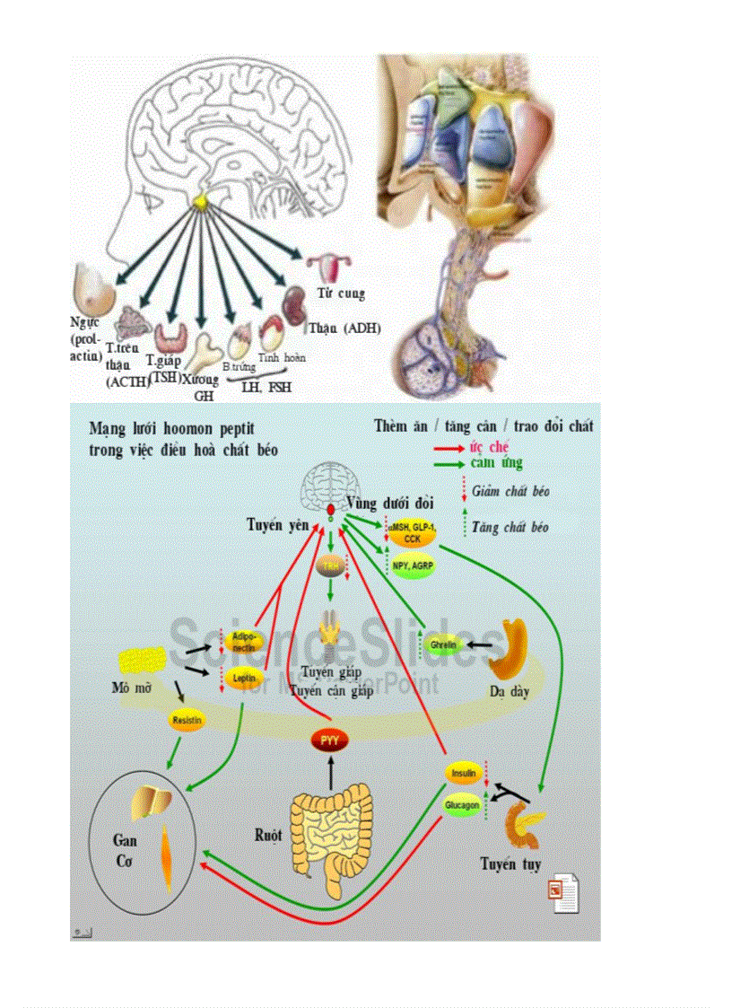 image for page Bo tranh Sinh hoc 8 Chuong X